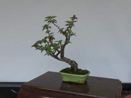 锯掉的三角梅枝干也是宝贝,快速做成小品盆景,效果惊艳 #盆景