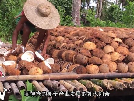 吃那么多年椰果,你知道椰果到底是什么吗?@DOU+小助手 #椰子 #清凉一夏