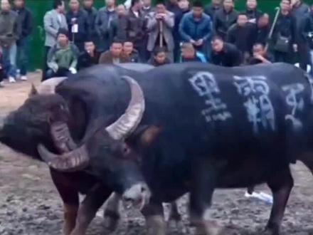 #擎天柱#黑霸王#双面杀手#少林寺#东源8号等牛王参加雷山苗年节牛王争霸赛,黑霸王一战成名