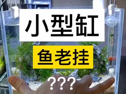 小型鱼缸过滤器很重要来看看森森xbl系列#水族 #观赏鱼 #鱼缸过滤器 #森森壁挂过滤器