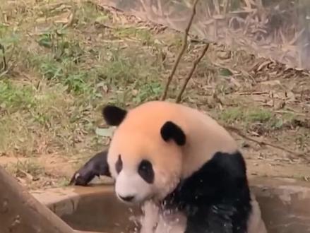 #福宝 确定明年7月回国,为何网友不希望她回来?你看#爱宝 曾经历了啥#福宝回国 #碧峰峡熊猫