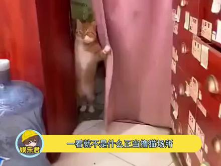 翻译翻译!什么叫惊喜!