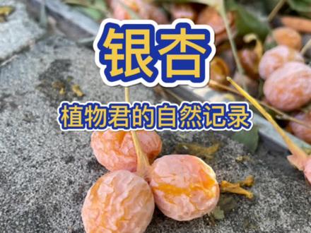 #一点植物学 银杏,这两天走在路上千万要当心这些💩味的假果子。