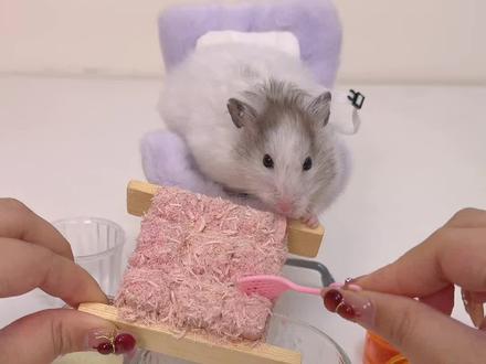 人!鼠鼠吃到升级版“霉豆腐”啦! #万物可爱计划 #宝贝年味企划 #蔡可爱爱仓鼠 #鼠生是用来体验的 #仓鼠版霉豆腐