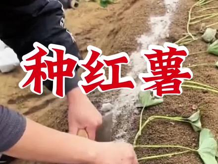 #真实生活分享计划 #红薯苗高产种植 #红薯种植 #红薯高产种植 #种红薯 种红薯苗,头朝南北产量大不一样