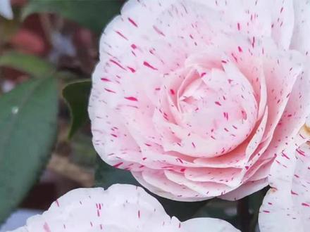 丰富多彩的赤丹系茶花大家族#清风园艺 #赤丹 #茶花 #花卉绿植