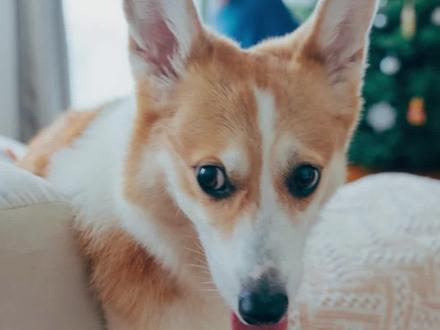 柯基瘦弱可能是这几个原因,铲屎官快来看看!#科学养宠攻略 #柯基 #宠物知识 #宠率 #小奶狗成长记 #狗狗瘦弱