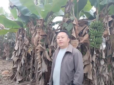 今天是我们老挝苗族的大年三十,感谢中国姐夫给我们准备的年夜饭 #年夜饭要有仪式感 #老挝村长瓦梦 #做糍粑 #原生态 #中国女婿