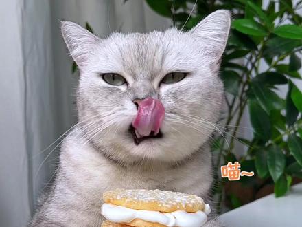 猫王:火烤棉花糖尽然可以扒皮吃,一层又一层,又脆又软!#会做饭的猫 #烤棉花糖 #国潮年俗拟人