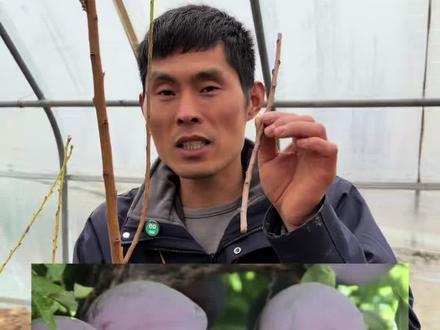 春季木质芽接嫁接果树方式方法教程 #嫁接 #嫁接教程 #三农 #民间手艺