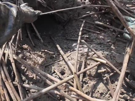 青蟹王洞、目测洞口脚印3斤大青蟹#赶海 #野生青蟹 #户外抓螃蟹 #带粉丝赶海 #中国人有自己的房搭子