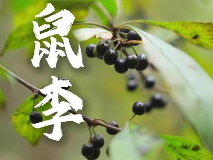 鼠李,又叫“野李子”#植物 #一日一植物 #鼠李 #野李子 #野生植物