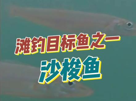 #沙梭鱼 滩钓远投目标鱼介绍 #沙尖鱼 #海钓#户外钓鱼#神奇动物在抖音