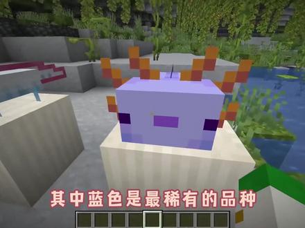 我的世界:关于美西螈的冷知识,居然可以利用美西螈来寻找水源 #我的世界 #沙盒