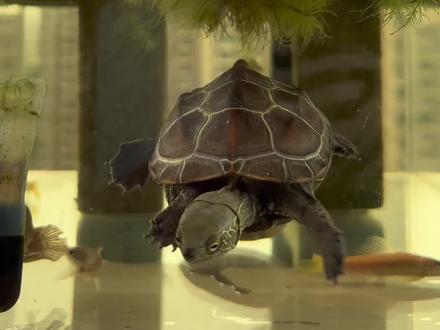 只要你不说我不会养龟,我就不说乌龟需要上岸#龟龟🐢