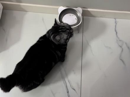 我想炫耀的是 小猫咪随时随地都会爪爪开花哦,不是我端着饭碗她才会开花#爱猫 #谁家猫会这个造型 #猫咪真的好象个小宝宝 #我家的小猫包出片的 #萌宠搞怪姿势