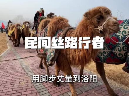 当代丝绸之路履行者——新疆#东天山来的骆驼队 6号抵达洛阳市区终点站!你会觉得无聊么#背后的故事 #丝绸之路#洛阳