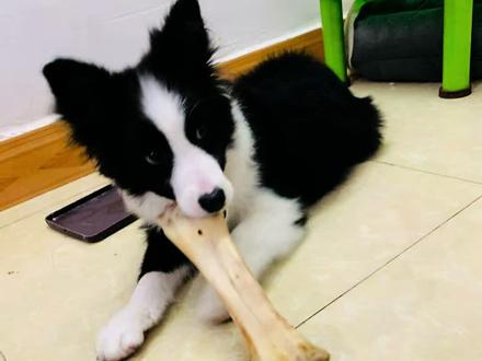 那就好好告个别吧
2026年3月1号下午14:53分
我的雪碧回汪星⭐了
以后再怎么呼唤“雪碧”都不会再有回应了💔
这个七分钟的视频记录着我们在一起的快乐时光
📝记录着从我们第一次的见面 记得那天回到家打开门的那一刻一只小狗开心的向我扑来 记录着第一次带你出门去交朋友 带你去逛公园 后来慢慢的你开始有了自己的第一个朋友也是你认定的第一个闺蜜 慢慢的雪碧也越来越多属于自己的朋友 有属于自己的狗🐶圈子 一起出去玩 一起过生日 一起游泳 一起吃饭 睡觉 也是因为你的到来让我也认识了很多朋友 因为你的到来我的世界也变的更热闹 五年的陪伴是长不长 说短不短 我也知道你总有一天会离开 只是没想过这一天会来的如此的突然 如此的快 今天是你离开的第三天 依然是很想你 总会有人不经意的提起“雪碧呢” 听到的时候眼泪总是会忍不住的流下 每天晚上都会习惯性的伸手去床旁摸一下你 可是再也摸不到那个胖嘟嘟的小身体了 早上起来下楼依然会习惯性的探头看看你是不是在楼梯口下歪头看着我的画面 看到你的床我总是觉得你还在睡觉💤 可是这一切都不会再出现了 。 为什么呢 一只那么乖巧懂事的小狗🐕要忍受病痛的折磨 你本可以快快乐乐的过完这一生 。
不过想想这一生你起码也是快乐的 因为你拥有过很多的朋友 也得到了很多人类朋友们的喜欢 , 希望回到汪星⭐的雪碧也可以在彩虹🌈桥那边快乐的奔跑 。 我的世界你来过 我记得! 希望我们下一世还能遇见 -----致汪星的“雪碧”#狗狗离开 #狗狗的友谊 #狗狗离世怎么释怀 #狗狗故事 #狗狗去世会回来看主人吗