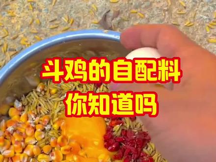 斗鸡自配料#斗鸡#斗鸡文化#斗鸡知识
