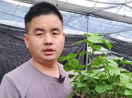 #家居绿化,#养花小技巧
三角梅如何修剪?
一二三级枝条