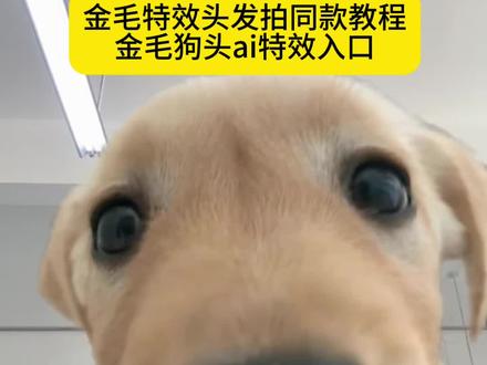 金毛特效头发拍同款教程来啦 狗狗怼脸拍摇晃镜头同款 怼脸狗狗特效 狗狗ai特效 小鸡毛特效 可爱修勾拍同款 把手伸到狗狗面前是什么反应 狗狗换脸ai特效 小狗特效 小金毛的样子 歪头小狗#金毛特效头发拍同款教程 #狗狗怼脸拍摇晃镜头同款 #怼脸狗狗特效 #歪头小狗#即梦ai
