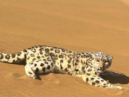 沙尘豹:出来时好好的,回不去了,雪豹迷路吐鲁番沙漠被救援 #沙尘暴 #雪豹 #动物 #沙漠迷路 #救援雪豹