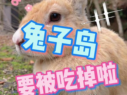 差点被兔子吃掉!?日本小岛被兔子霸占的原因是... #vlog #兔子岛
