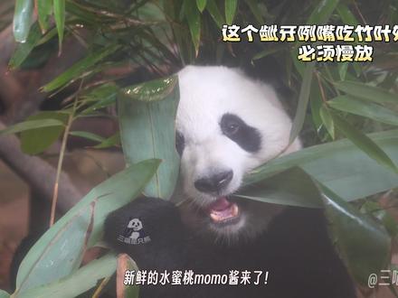 momo酱桃浜定格两次给足了ee们拍照时间啦,卡机桃已上线#大熊猫桃浜 #大熊猫 #来这吸熊猫