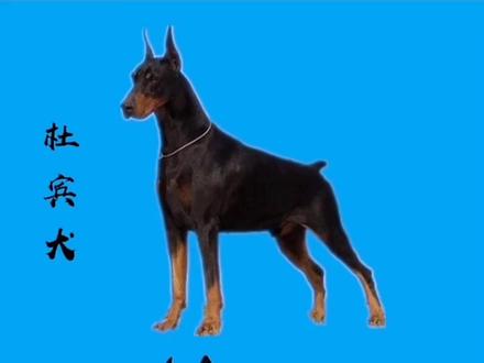 杜宾犬与莱州红犬的区别#狗狗 #人类最忠诚的朋友 #宠物