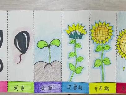 #绘画 #幼儿园 @抖音小助手 @DOU+小助手 向日葵🌻的生长过程