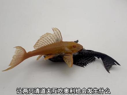 让两只清道夫互食会发生什么 #刑部尚书 #入侵物种 #清道夫