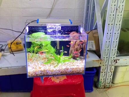 今天介绍特别迷你多彩的斑马鱼#观赏鱼 @DOU+小助手