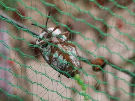 生命的力量~荔枝蝽【臭屁虫】产卵过程
