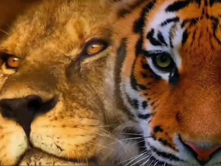 狮子捕猎VS老虎捕猎 你觉得谁更胜一筹?