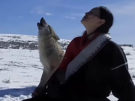 李微漪在线回复大家评论 #李微漪抖音回应重返狼群版权 #李微漪 #格林 #重返狼群