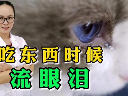 猫咪吃东西的时候会流眼泪,正常吗?看看宠物医生怎么说