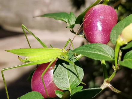 蝈蝈家族的成员日本条螽,露螽,点绿螽,也叫夜鸣虫