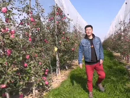 静宁苹果$我是演员肖聪代言@抖音小助手 @douyin 为静宁苹果助力@静宁苹果@水果#红富士苹果