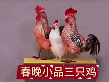 明明是被认可了,为什么他们的回应不友好呢 #春晚#三只鸡 #网红 #看过来 #太可笑了