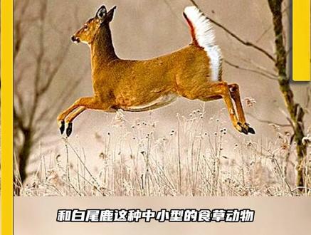 震惊!吃草的羊,也吃起肉来了!?#动物世界 #神奇动物在抖音 #萌知计划 @抖音青少年
