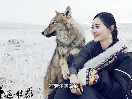 截至2026年1月,狼王格林的最新消息如下:
生存状态: 格林出生于2010年,截至2026年已16岁,属于狼的暮年阶段。2024年9月,探险者在若尔盖草原偶遇格林并投喂牛肉,证实其仍在原栖息地活动。2025年的记录显示,格林已出现毛发灰白、行动迟缓等衰老迹象,但仍具备基本生存能力 。
情感联系: 格林与“狼妈”李微漪的情感联系仍在延续。2025年,格林曾叼着一条红色丝巾(七年前李微漪为其唯一存活的孩子包扎伤口时使用的腰带),放在摄像头下后离开,以此表达对“妈妈”的思念与牵挂 。
李微漪每年都会去那个小木屋里待一段时间,格林每年都会发现,每天都会派狼给妈妈送肉,但是再也没有与妈妈相见,他已经成为狼王了,李微漪知道在寒冷最缺食物的冬天他们自己都不够吃,怕自己再呆下去狼群就很难度过这个冬天,于是就提前走了,他很爱妈妈,但是他再也没有与她相见,因为妈妈是人类,它已是狼王,要保护好它的狼群。李薇漪在给格林的孩子做的狼形墓碑下放了几颗大白兔奶糖,后来发现只剩下了包装纸。她知道那是格林吃的。因为格林从小在人类身边长大,他是一个会剥糖纸的狼。#重返狼群