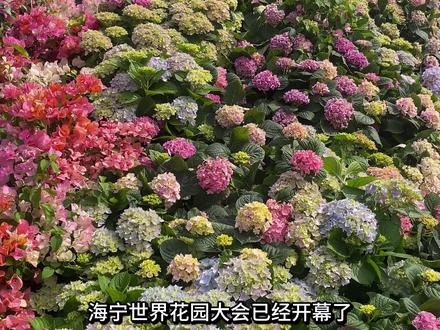 2026海宁世界花园大会全攻略 一个视频带你玩透2026海宁世界花园大会~从交通,玩乐,体验全方面带你体验#海宁世界花园大会 #世界花园大会 #五一 #出片 #花园