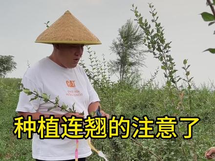 种植连翘注意了#药用连翘苗 #连翘苗 #种植小技巧 #三农