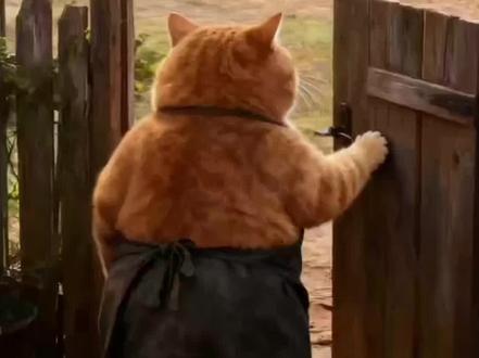 大胖橘猫做饭#ai胖橘