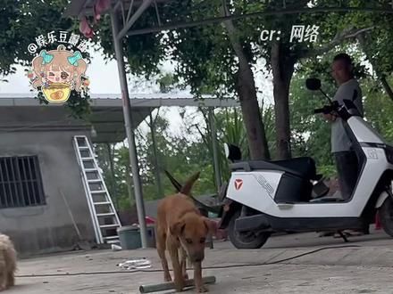 之后每个狗子脖子上都会长一个木棍#宠物 #狗 #搞笑