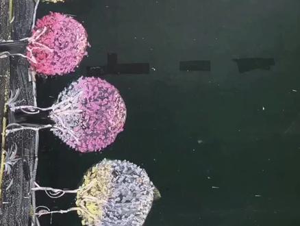 #画黑板报 #粉笔画 #黑板报 小花球树的过程 我拍的很详细啦 就那样 然后这样 最后那样 就行了