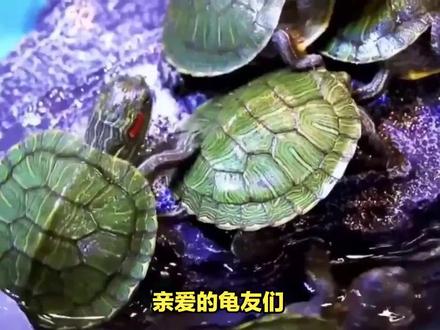 巴西龟是水养还是干养?养龟达人告诉你真相! #乌龟🐢 #宠物龟 #乌龟 #养龟日常 #乌龟喂食 #龟