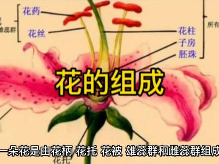 花的组成部分#花的组成部分 #花托 #花柄 #花萼 #花冠