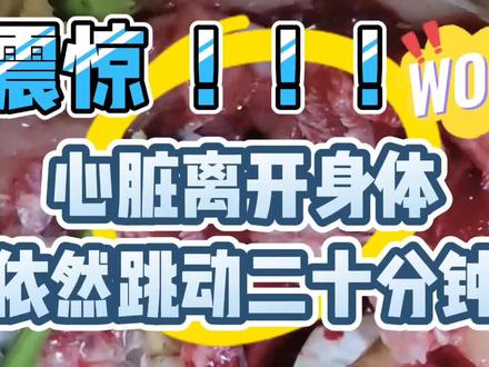 震惊!!!心脏离开身体依然跳动二十分钟