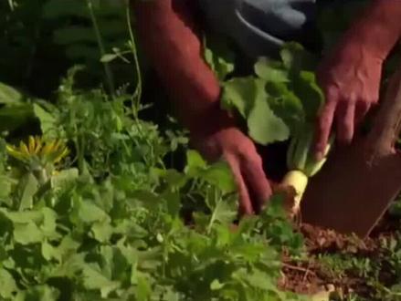 为什么萝卜到春天就会空心